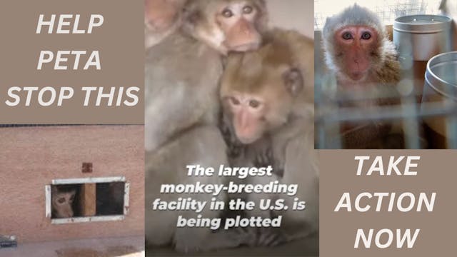 PETA's Fight to Stop Monkey Prison!