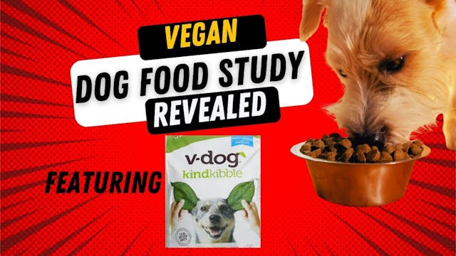 What The Vegan Dog Food Study Reveals 