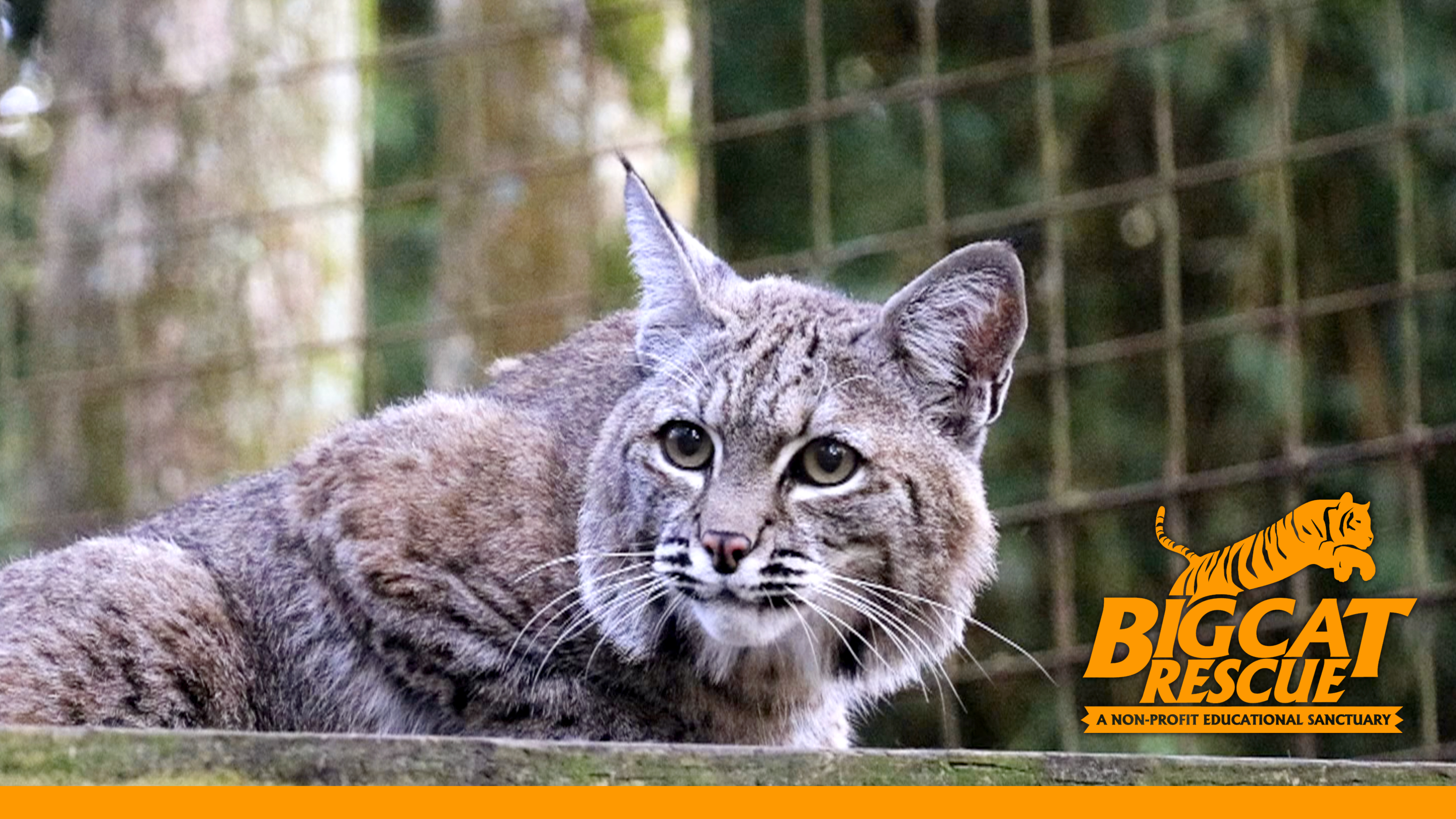 Bobcat's Surprising Doctor Visit