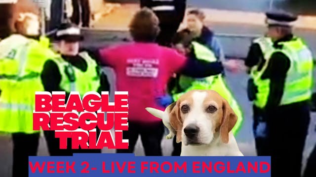 Week 2: UK Beagle Rescue Trial