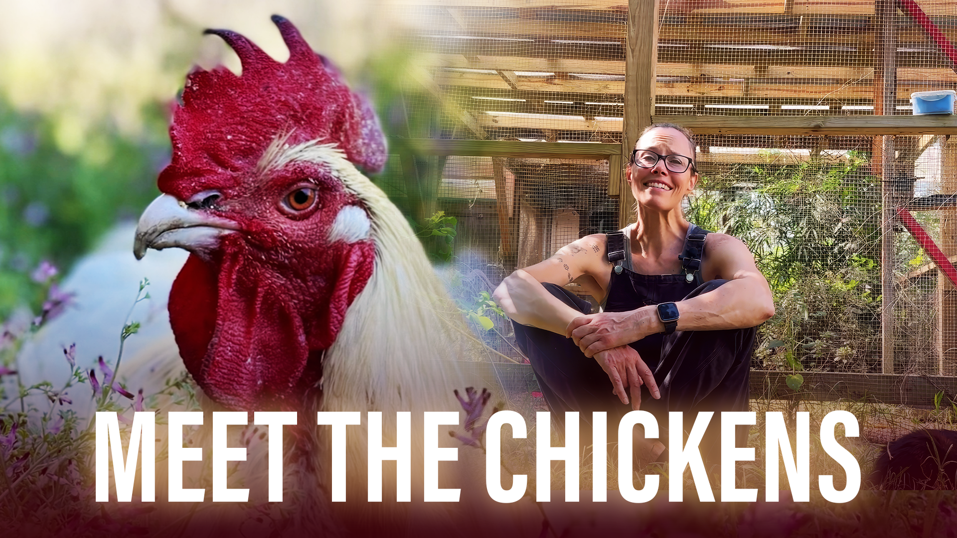 Meet The Chickens