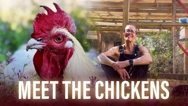 Meet The Chickens