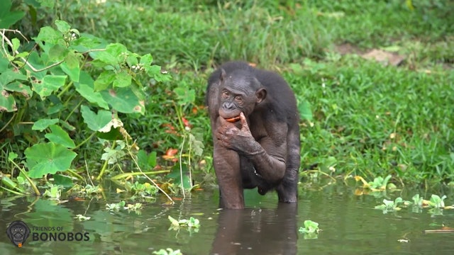 Bonobos wading, eating, gathering food at Lola ya Bonobo Sanctuary
