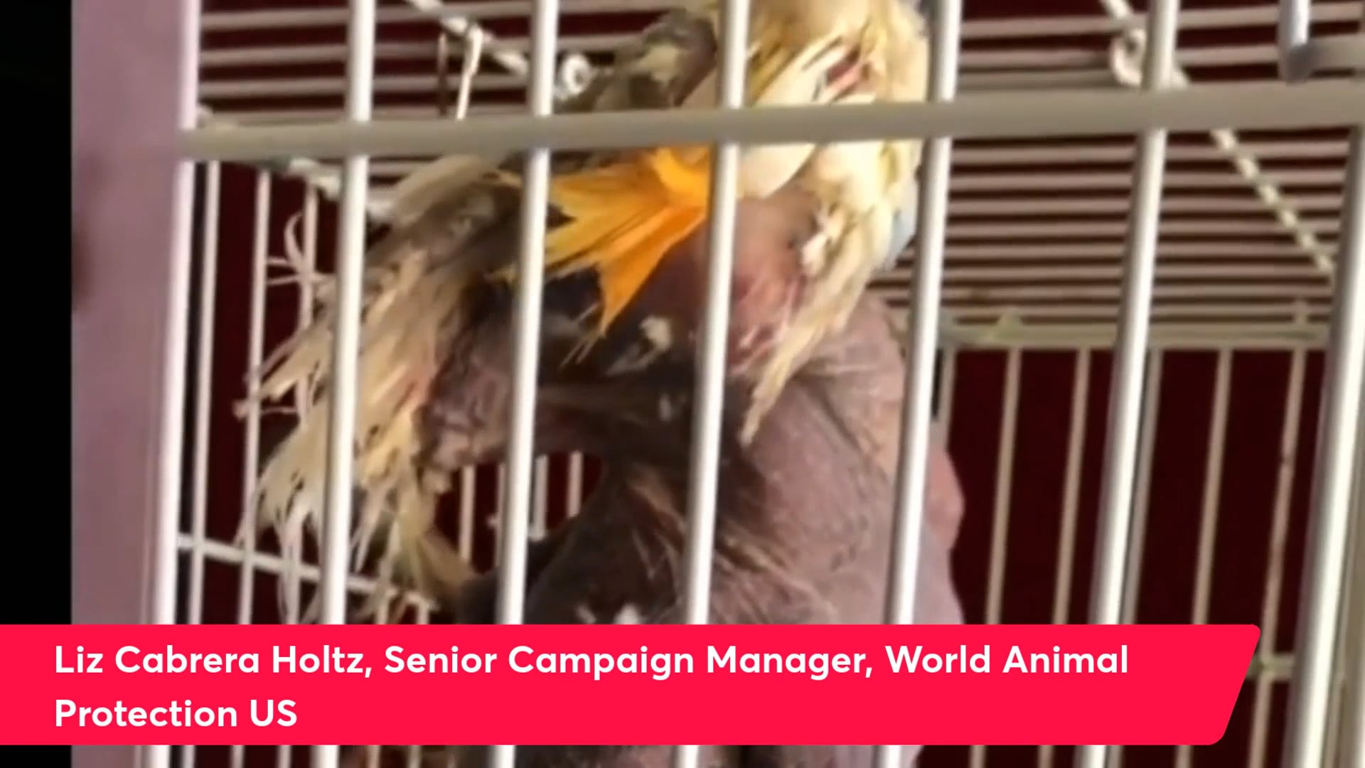 Empty The Parrot Cages! Parrots Need Your Help!