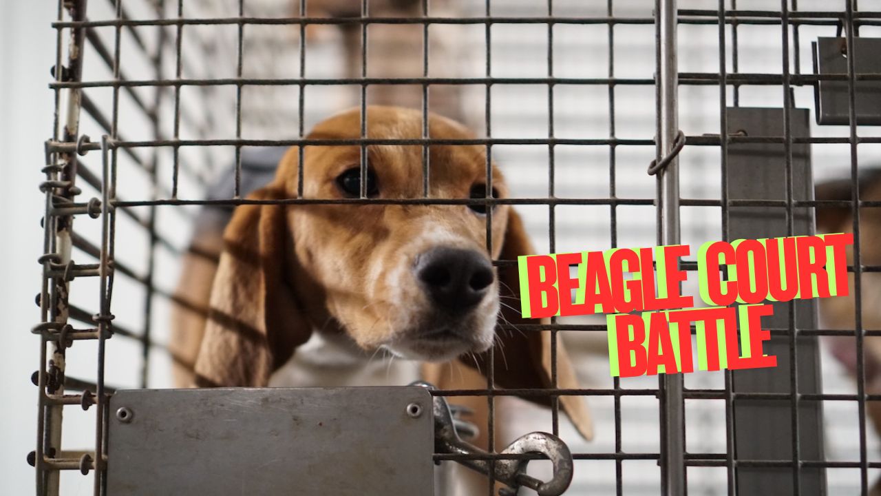 Beagle Court Battle