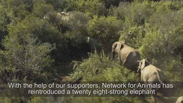 Elephant herd relocated thanks to Network for Animals' Supporters