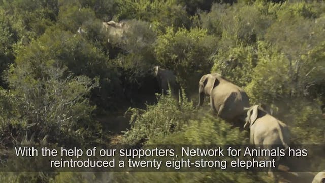 Elephant herd relocated thanks to Net...