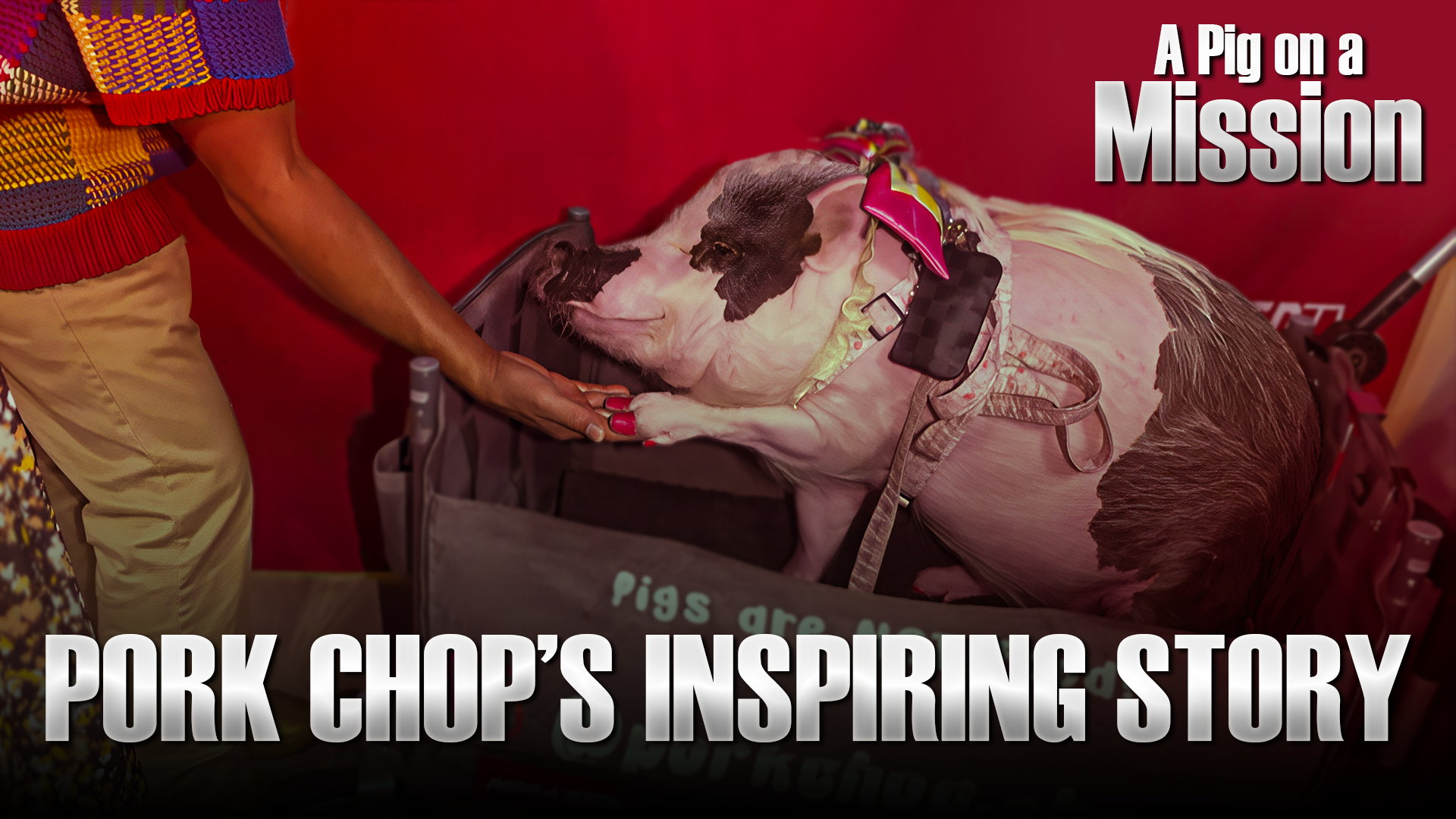 A Pig on a Mission—Pork Chop’s Inspiring Story