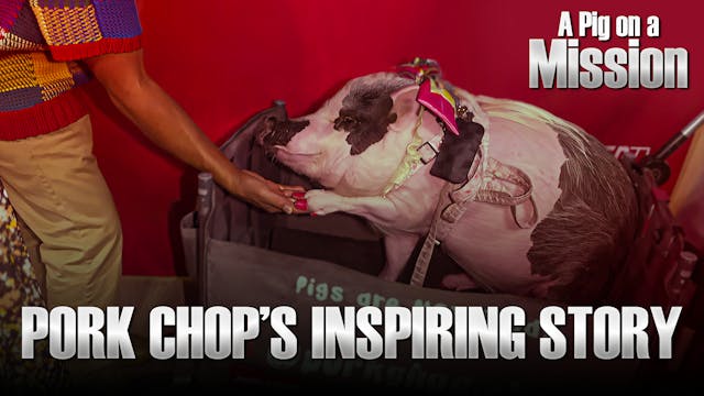 A Pig on a Mission—Pork Chop’s Inspir...