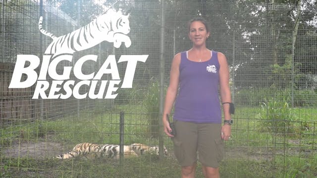 Big Cat Rescue Is Getting Squirrley