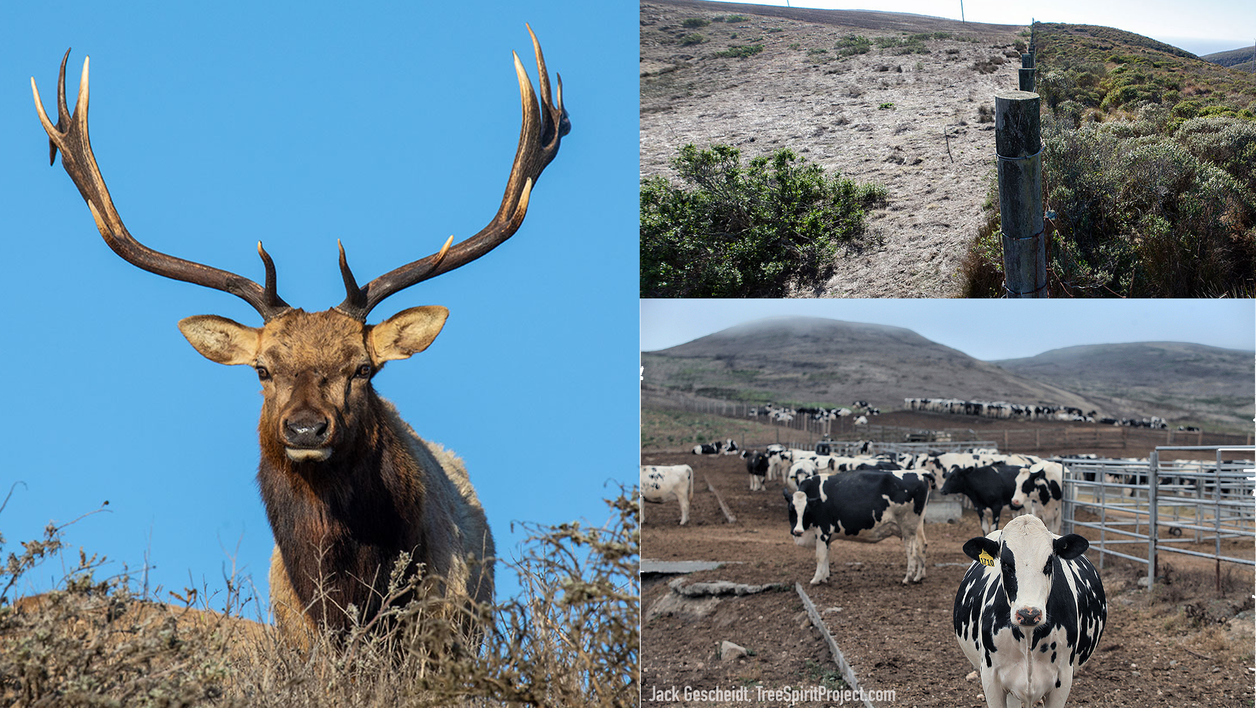 Deal to End Ranching in Pt Reyes