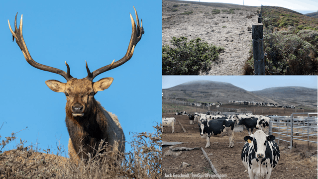 Deal to End Ranching in Point Reyes N...