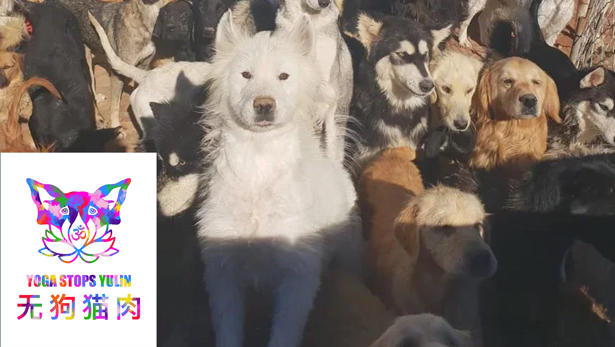 Global YOGA Event To End the Dog/Cat Meat Trade.