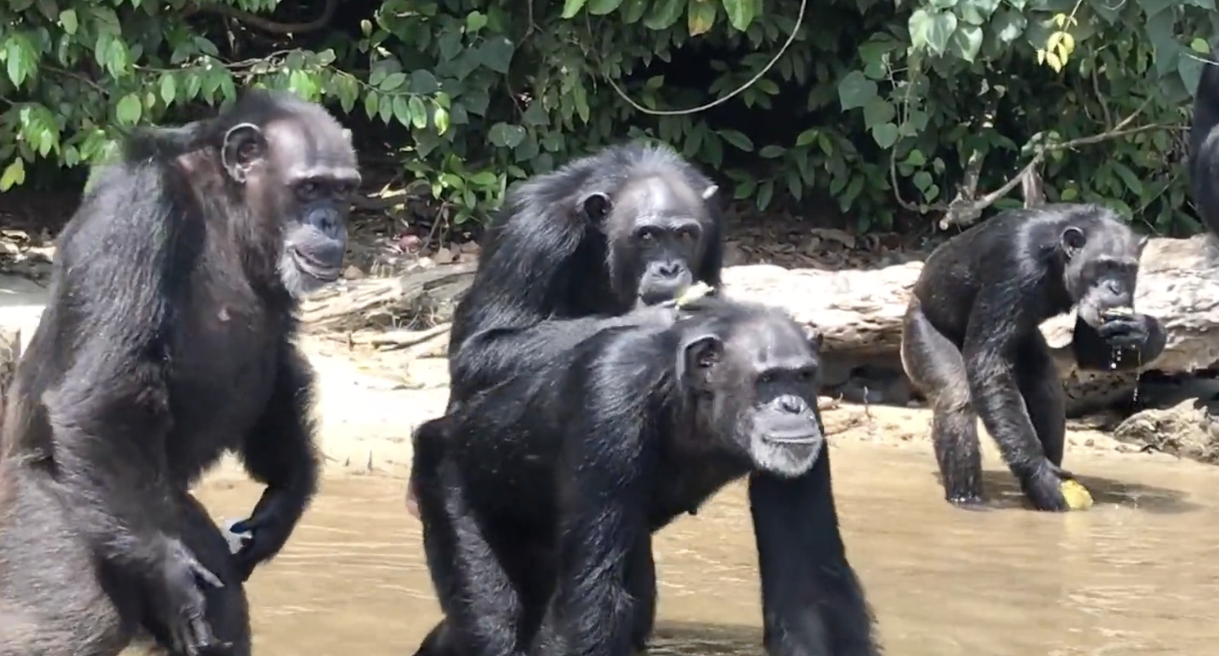Chimp Rescue after Abandonment