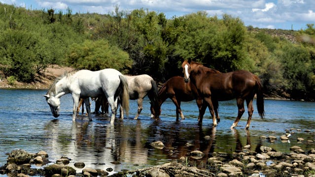 WILD HORSES UNDER SEIGE GOVERNMENT RO...