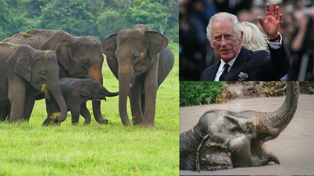 King Charles Backs Animals Welfare!