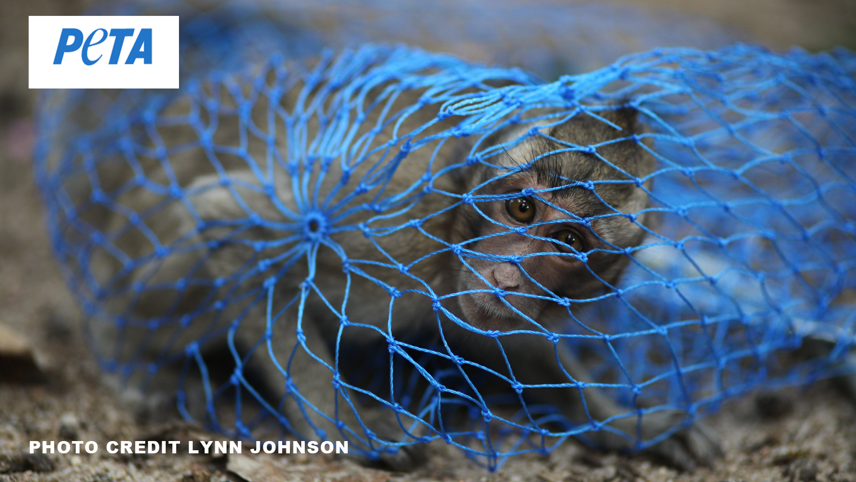 Feds Shut Down Monkey Importation Pipeline