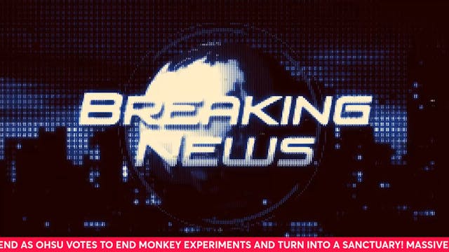 A Vote to End Monkey Lab Torture!