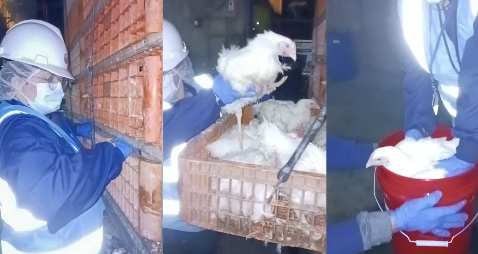 Day 6 Chicken Rescue Trial