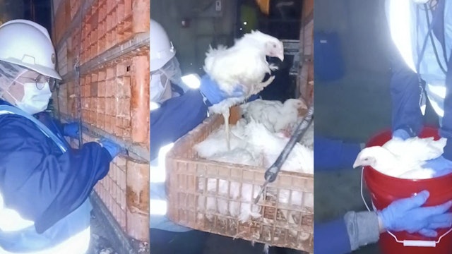 Day 6 Chicken Rescue Trial