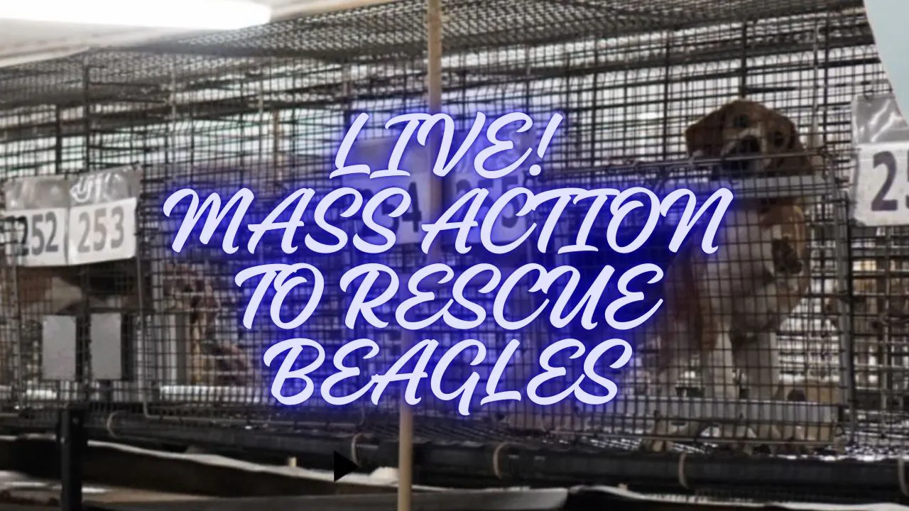 LIVE: Mass Beagle Rescue Action! - Beagle Court Battle - UNCHAINEDTV