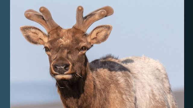 Park Services Proposes To Free The Tule Elk!