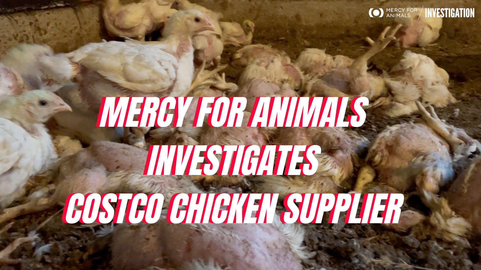 MercyforAnimals on Costco Chicken