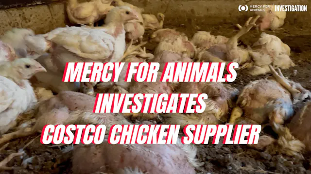 MercyforAnimals on Costco Chicken