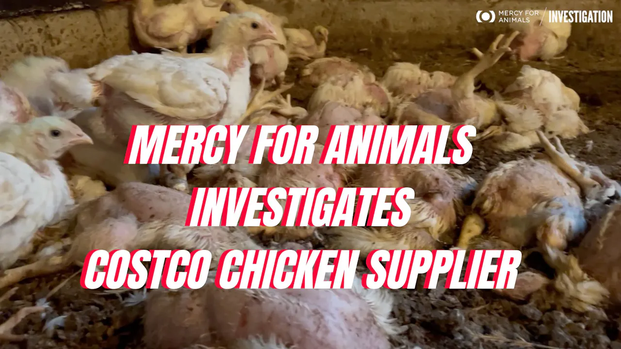 MercyforAnimals on Costco Chicken