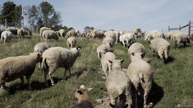 Sheep Barn Cleaning 