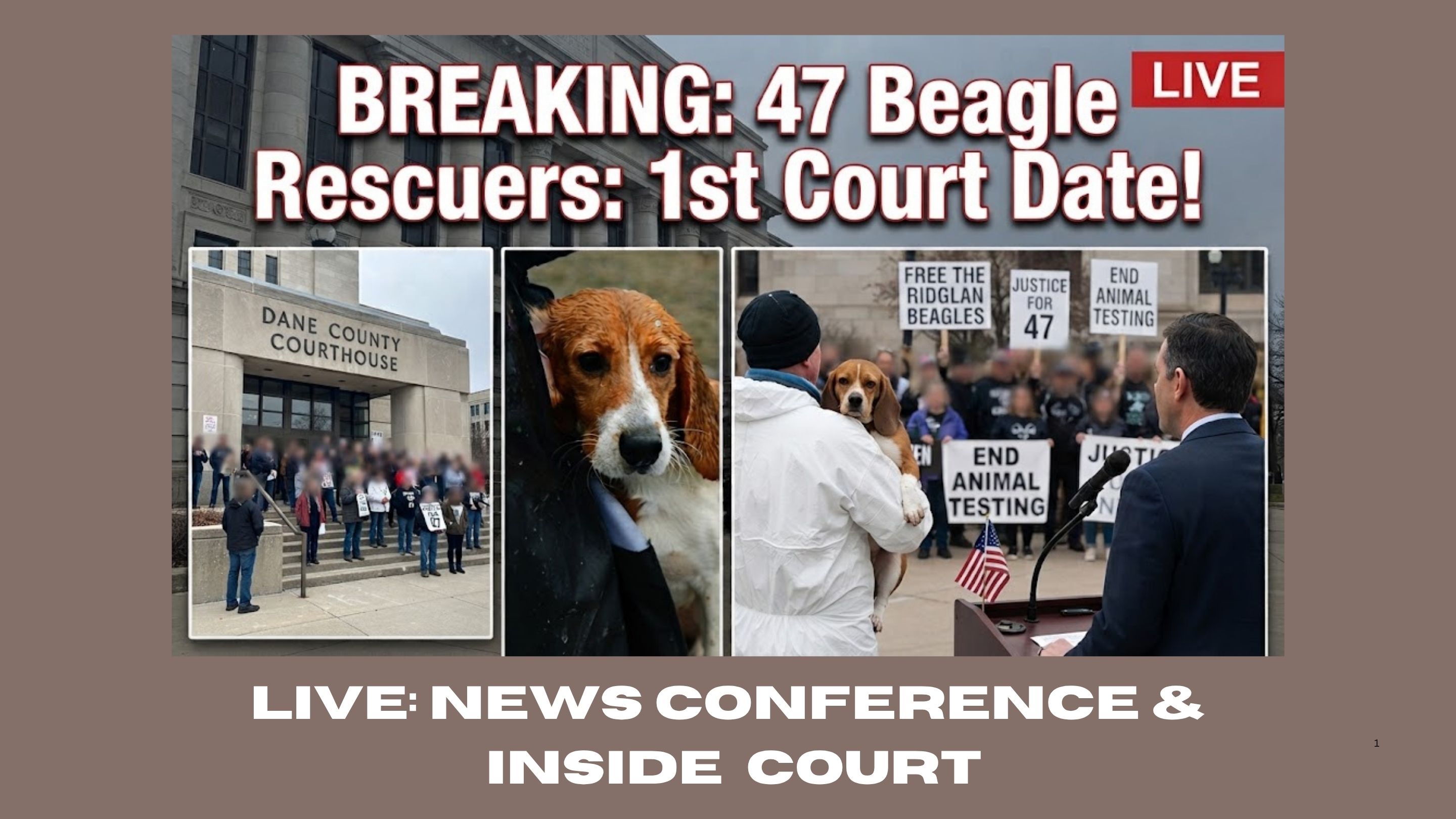 47 Beagle Rescuers in 1st Court