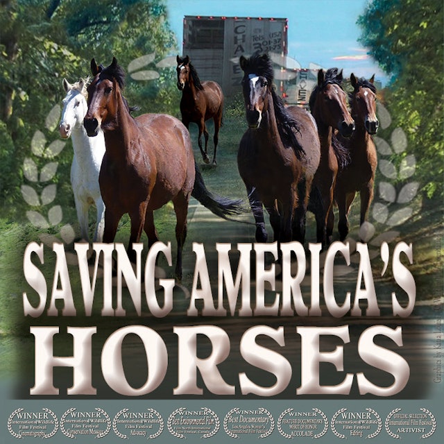 Saving America's Horses