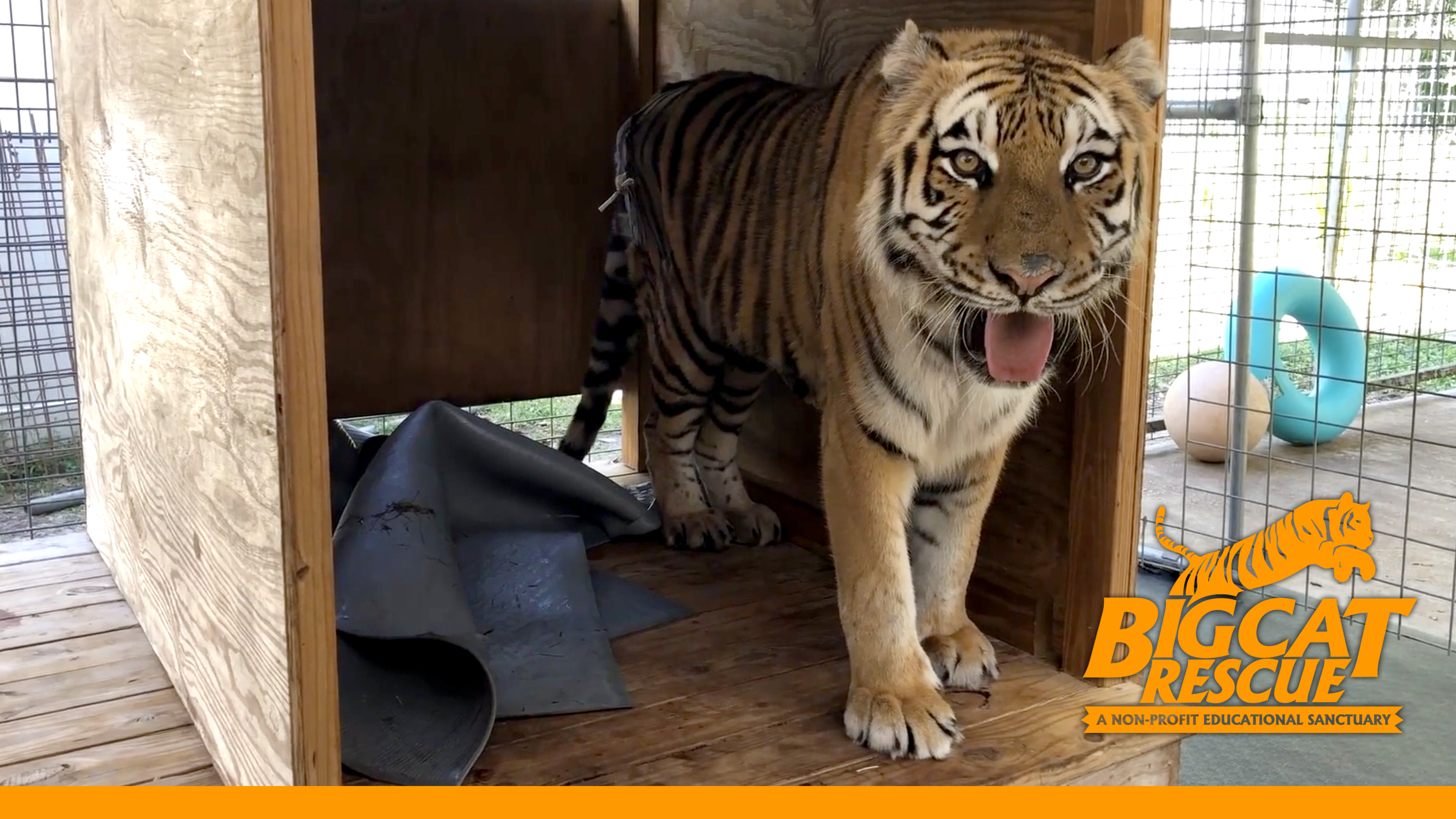 A Tiger's Tale - A Life Saving Story, Episode 4