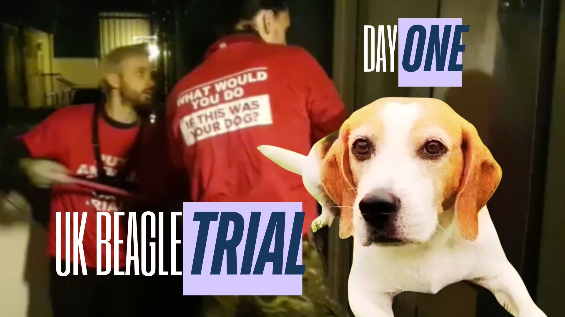 UK Beagle Rescue Trial