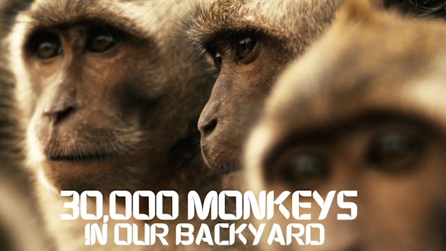 30,000 Monkeys IN OUR BACKYARD