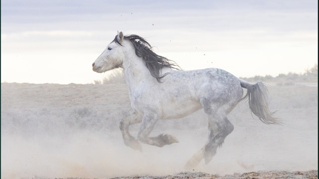 Wild Horses Offered For Public Adoptions.