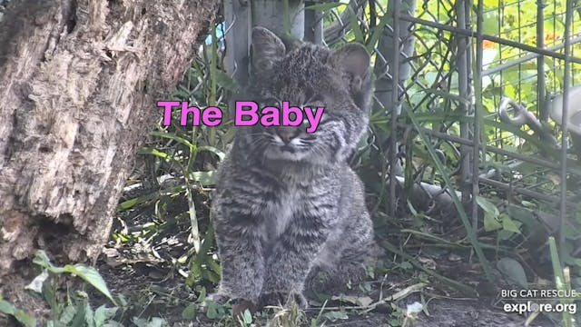 Bobcat Kitten's New Adventure