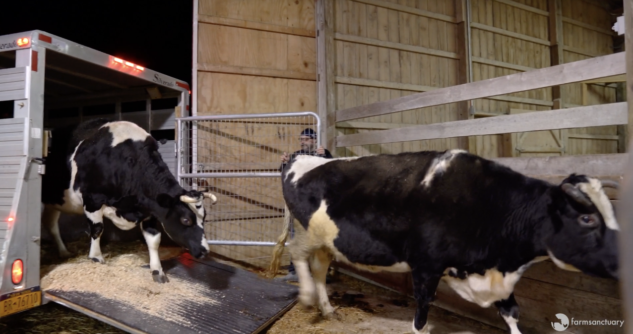 One Kind Woman & Farm Sanctuary Saved 10 Cows