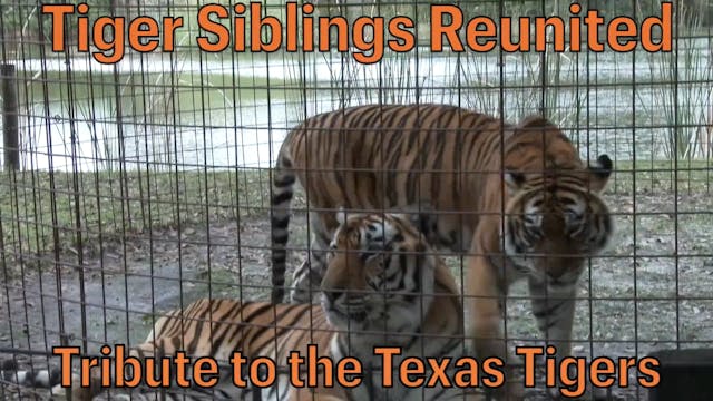 3 Tigers Reunite - Texas Tiger Tribute