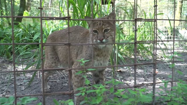 Hungry Bobcat Makes CUTE sounds