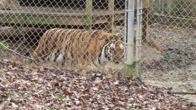 Pet FREAKIN’ Tigers
