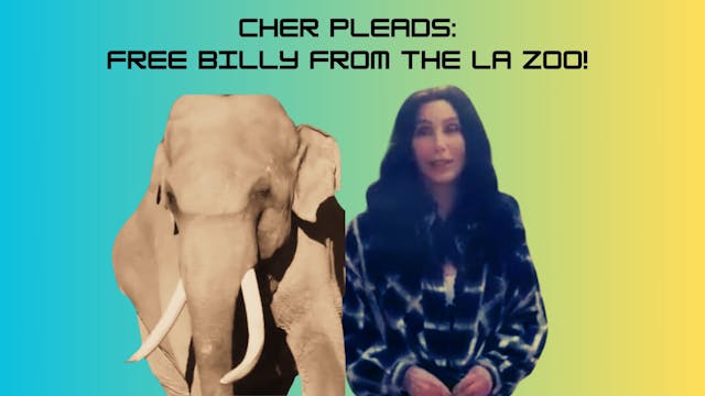 Cher's Plea for Billy the Elephant! 