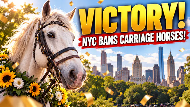 VICTORY! NYC BANS CARRIAGE HORSES!