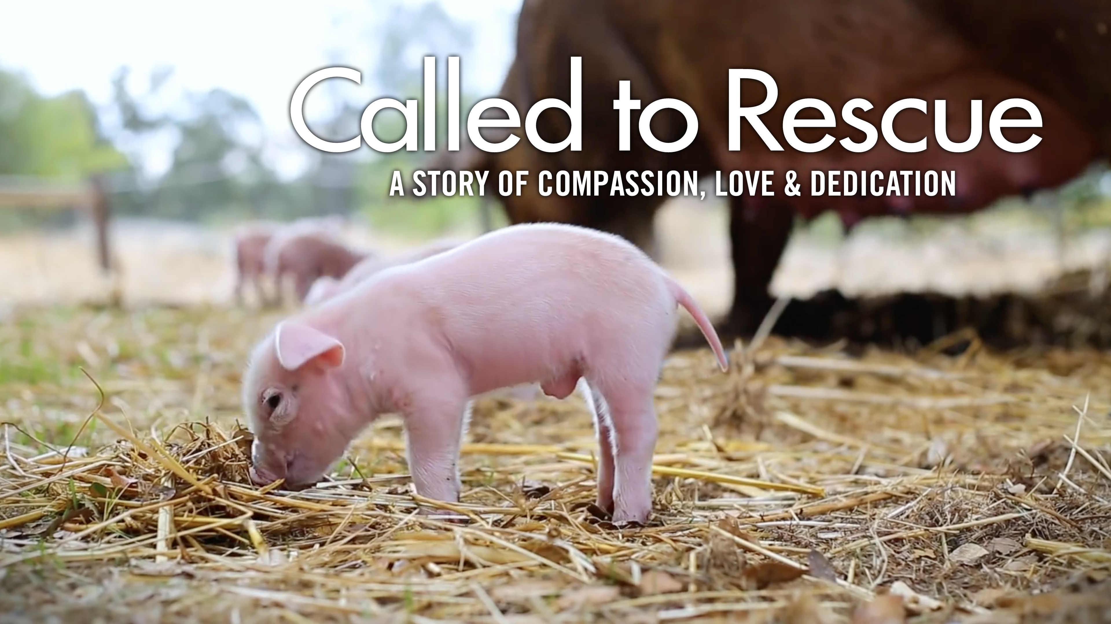 Called to Rescue Documentary
