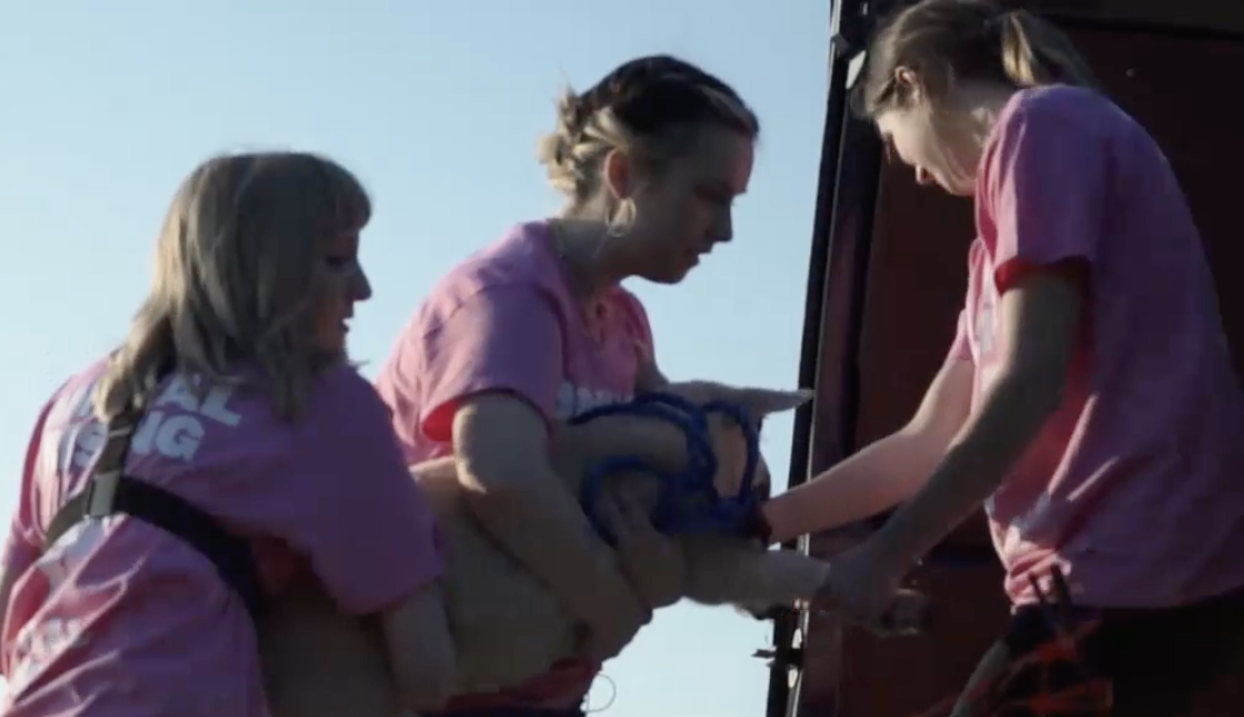 "I Rescued the King's Sheep"