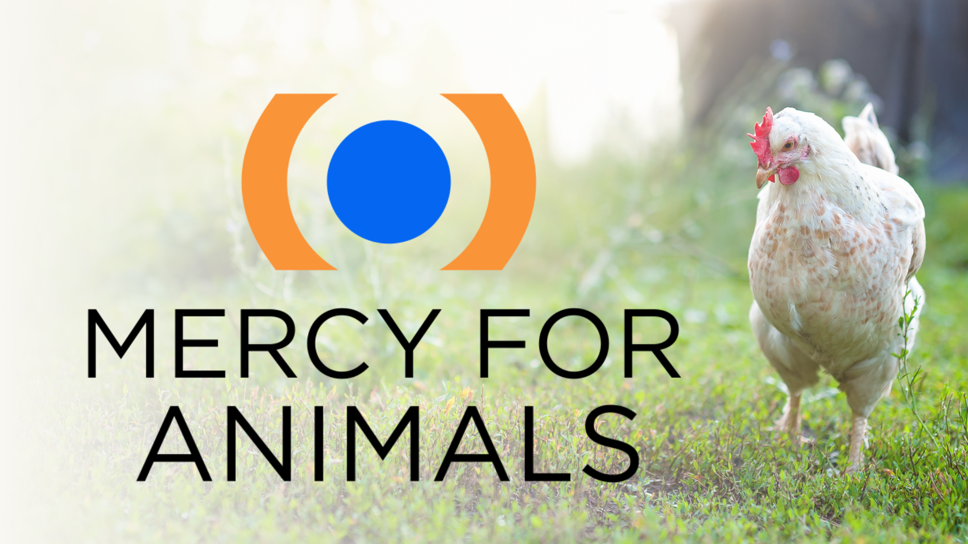 Mercy For Animals