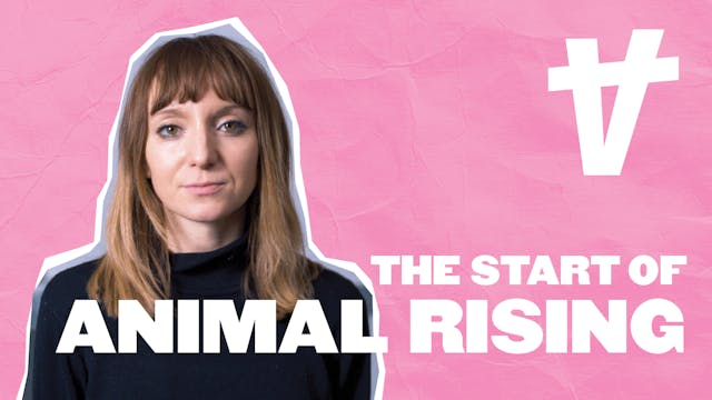 How Animal Rising Got Started