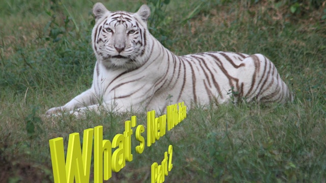 White Tiger On The Move
