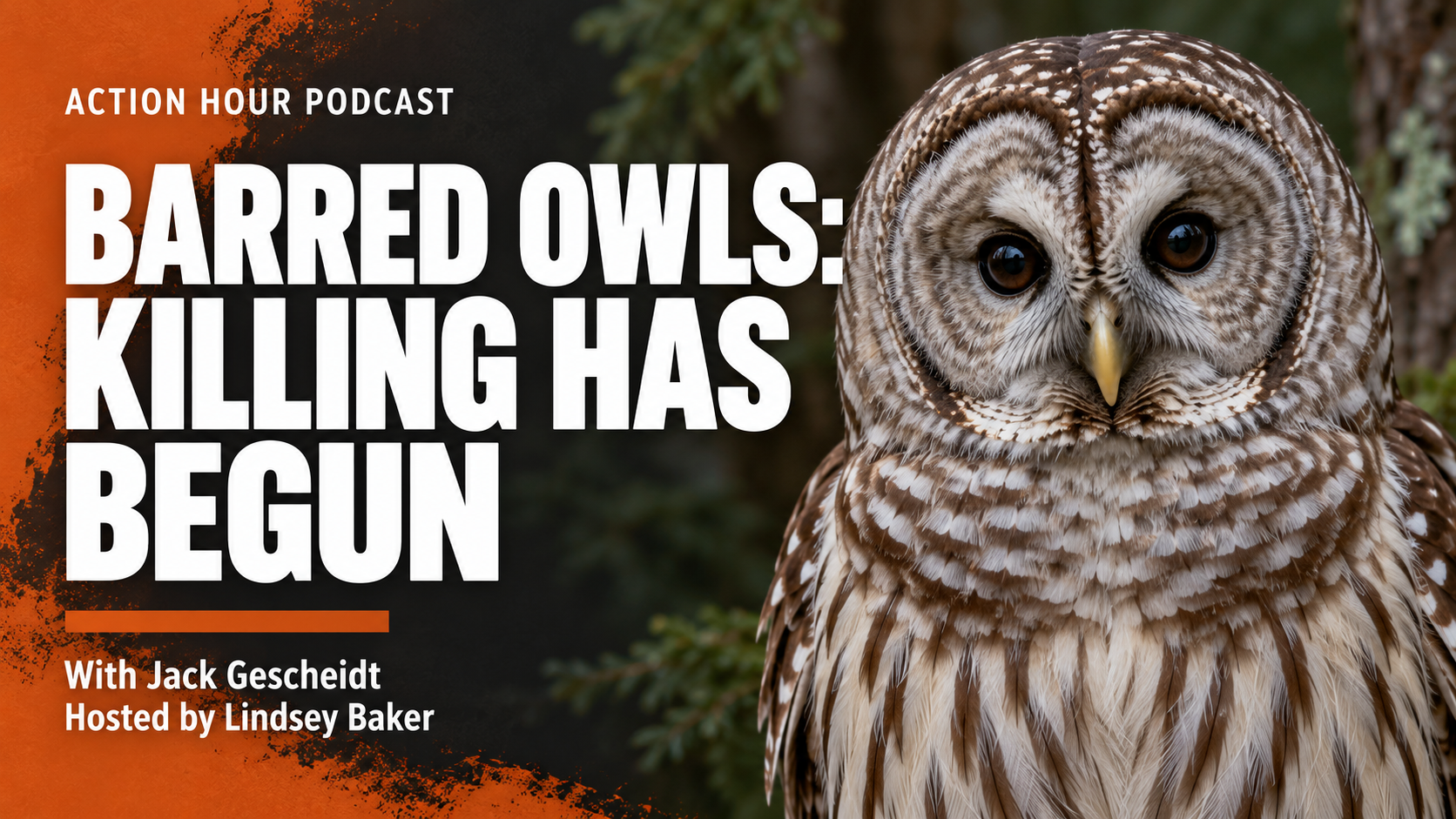 BARRED OWLS: KILLING HAS BEGUN