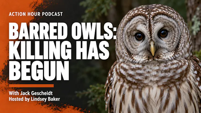 BARRED OWLS: KILLING HAS BEGUN